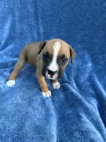 Stella, a female Boxer for sale in Caulfield, MO – 1 of 8