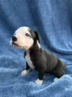 Shrek, a male Boxer for sale in Caulfield, MO – 4 of 6