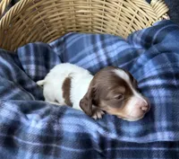 Luca, a male Dachshund for sale in Caulfield, MO – 6 of 8