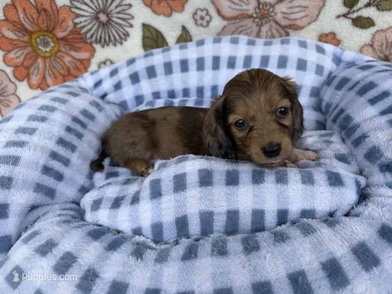 Hazel – Dachshund puppy for sale in Caulfield, MO