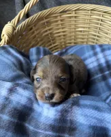 Hazel, a female Dachshund for sale in Caulfield, MO – 2 of 8