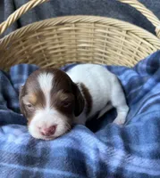 Luca, a male Dachshund for sale in Caulfield, MO – 2 of 8