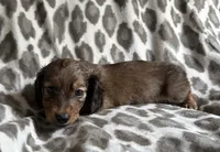Oliver, a male Dachshund for sale in Caulfield, MO – 3 of 6