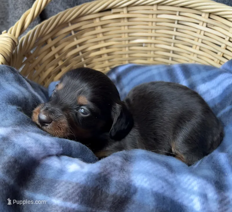 Dusty – Dachshund puppy for sale in Caulfield, MO