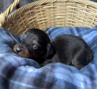 Dusty, a male Dachshund for sale in Caulfield, MO – 1 of 5