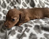 Ruby, a female Dachshund for sale in Caulfield, MO – 4 of 4