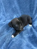 Jasmine, a female Boxer for sale in Caulfield, MO – 4 of 8
