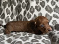 Ruby, a female Dachshund for sale in Caulfield, MO – 3 of 4