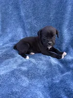 Tink, a female Boxer for sale in Caulfield, MO – 6 of 6