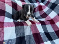 processed/76acdace-3fca-46b2-9f93-ea908c679e33/listing/44b21c21-0c50-4973-be61-1db63c927ccc/521da54b-82b8-407b-aab7-54407f92da70