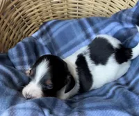 Dottie, a female Dachshund for sale in Caulfield, MO – 2 of 8