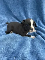 Buzz, a male Boxer for sale in Caulfield, MO – 4 of 7