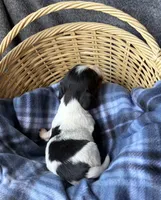 Dottie, a female Dachshund for sale in Caulfield, MO – 8 of 8