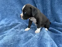 Buzz, a male Boxer for sale in Caulfield, MO – 7 of 7