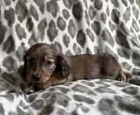 Oliver, a male Dachshund for sale in Caulfield, MO – 6 of 6