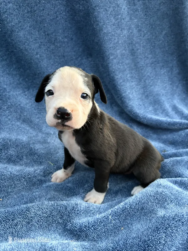 Shrek – Boxer puppy for sale in Caulfield, MO