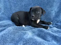 Aurora, a female Boxer for sale in Caulfield, MO – 5 of 6