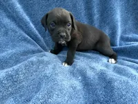 Ariel, a female Boxer for sale in Caulfield, MO – 2 of 6
