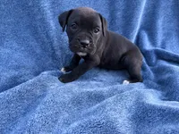 Aurora, a female Boxer for sale in Caulfield, MO – 4 of 6