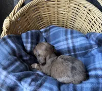 Hazel, a female Dachshund for sale in Caulfield, MO – 6 of 8