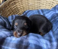 Dusty, a male Dachshund for sale in Caulfield, MO – 2 of 5