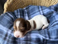 Luca, a male Dachshund for sale in Caulfield, MO – 7 of 8