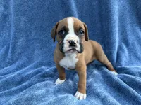Ben, a male Boxer for sale in Caulfield, MO – 7 of 9