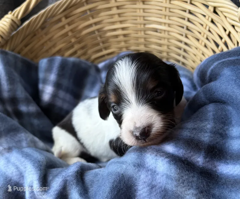 Dottie – Dachshund puppy for sale in Caulfield, MO