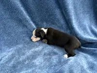 Shrek, a male Boxer for sale in Caulfield, MO – 5 of 6