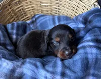 Dusty, a male Dachshund for sale in Caulfield, MO – 4 of 5