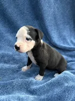 Shrek, a male Boxer for sale in Caulfield, MO – 3 of 6