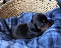 Dusty, a male Dachshund for sale in Caulfield, MO – 5 of 5