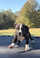 Buzz, a male Boxer for sale in Caulfield, MO – 3 of 10