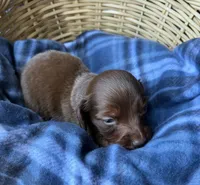 Pickles, a male Dachshund for sale in Caulfield, MO – 6 of 7