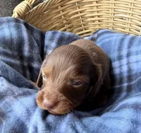 Pickles, a male Dachshund for sale in Caulfield, MO – 2 of 7