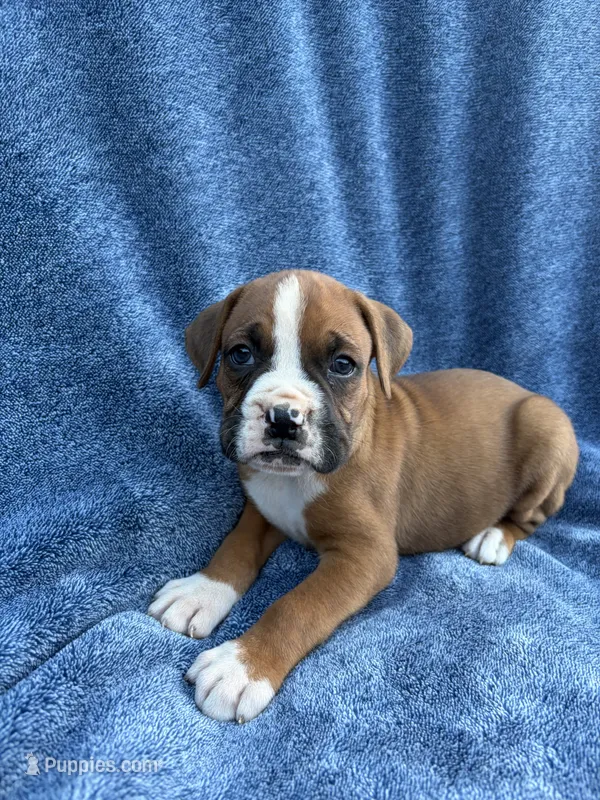 Ben – Boxer puppy for sale in Caulfield, MO
