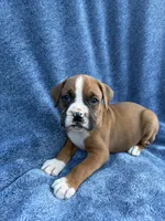 Ben, a male Boxer for sale in Caulfield, MO – 1 of 9
