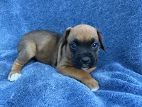 Belle, a female Boxer for sale in Caulfield, MO – 4 of 7