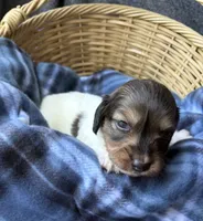 Hannah , a female Dachshund for sale in Caulfield, MO – 2 of 7