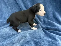 Shrek, a male Boxer for sale in Caulfield, MO – 6 of 6