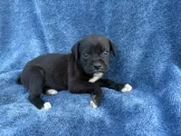 Tink, a female Boxer for sale in Caulfield, MO – 2 of 6