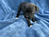 Ariel, a female Boxer for sale in Caulfield, MO – 6 of 6