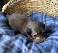 Honey, a female Dachshund for sale in Caulfield, MO – 6 of 6