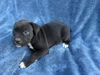 Jasmine, a female Boxer for sale in Caulfield, MO – 8 of 8