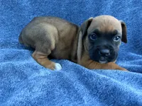 Belle, a female Boxer for sale in Caulfield, MO – 2 of 7