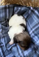 Hannah , a female Dachshund for sale in Caulfield, MO – 7 of 7