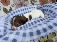 Luca, a male Dachshund for sale in Caulfield, MO – 3 of 10