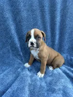 Ben, a male Boxer for sale in Caulfield, MO – 5 of 9