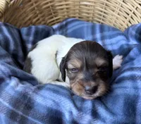 Hannah , a female Dachshund for sale in Caulfield, MO – 3 of 7