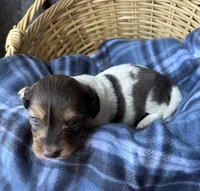 Hannah , a female Dachshund for sale in Caulfield, MO – 4 of 7